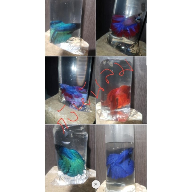 ปลากัด ปลากัดฮาฟมูน ปลากัดแฟนซี สวยๆท็อปฟอร์ม พิเศษสั่งซื้อช่วงเปิดตัว แถมFreeใบหูแห้งคัดพิเศษ อย่างดี1ชุด30ใบ