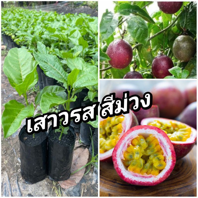 ต้นเสาวรส สีม่วง