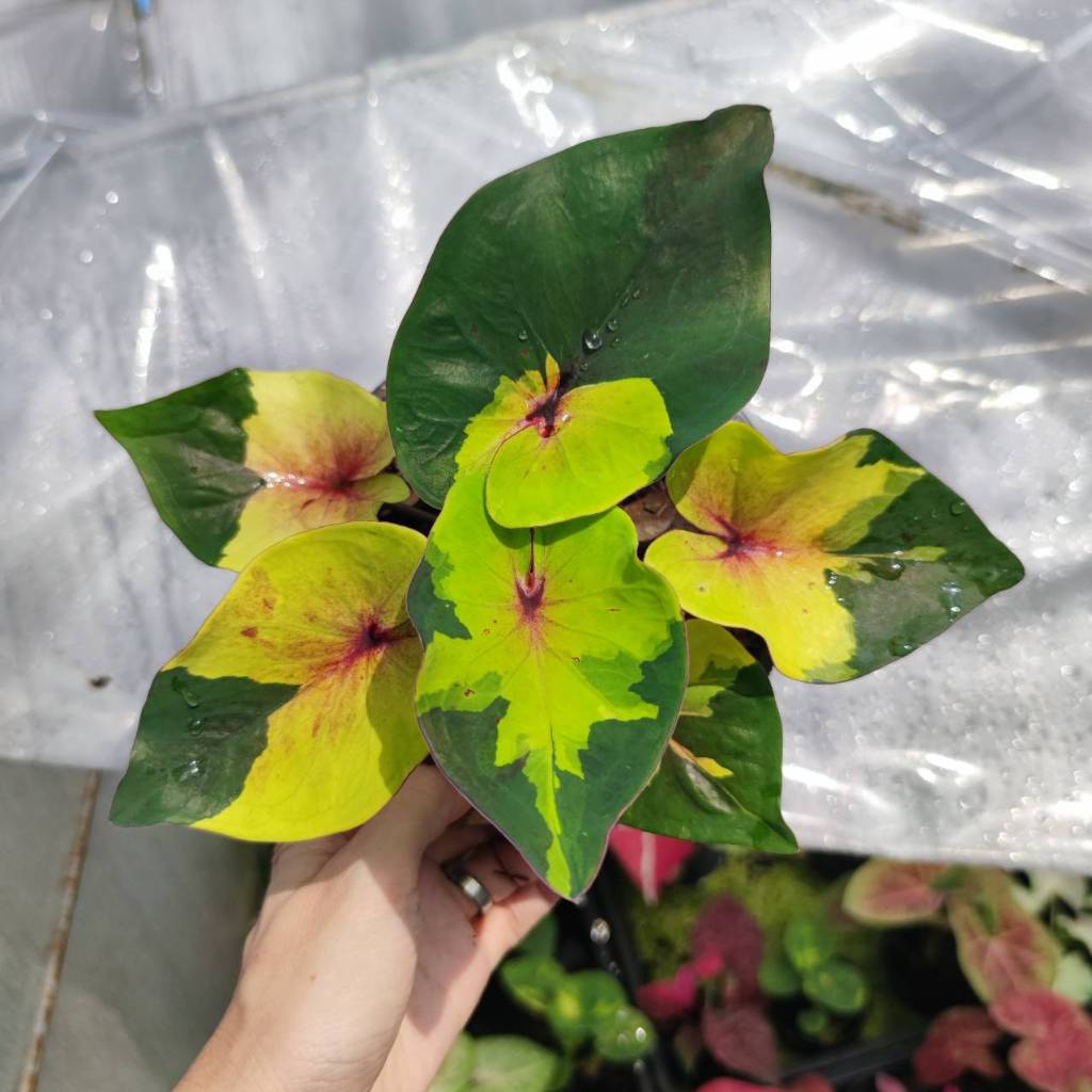 อุทยานหลวง บอนสี ไม้แรร์หายาก Caladium