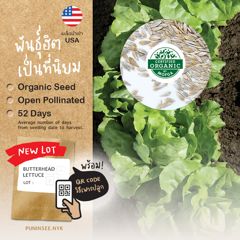 เมล็ดผักนำเข้า บัตเตอร์เฮด Butterhead Lettuce (Organic Seed) Salad ผักสลัด