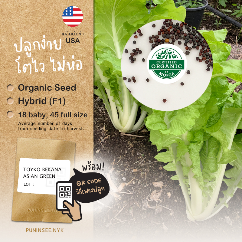 1แถม1 เมล็ดผักนำเข้า ผักกาดขาว ไม่ห่อ Tokyo Bekana (Organic Seed) โตเกียวเบกาน่า บีคานา ปลูกง่าย โตไว