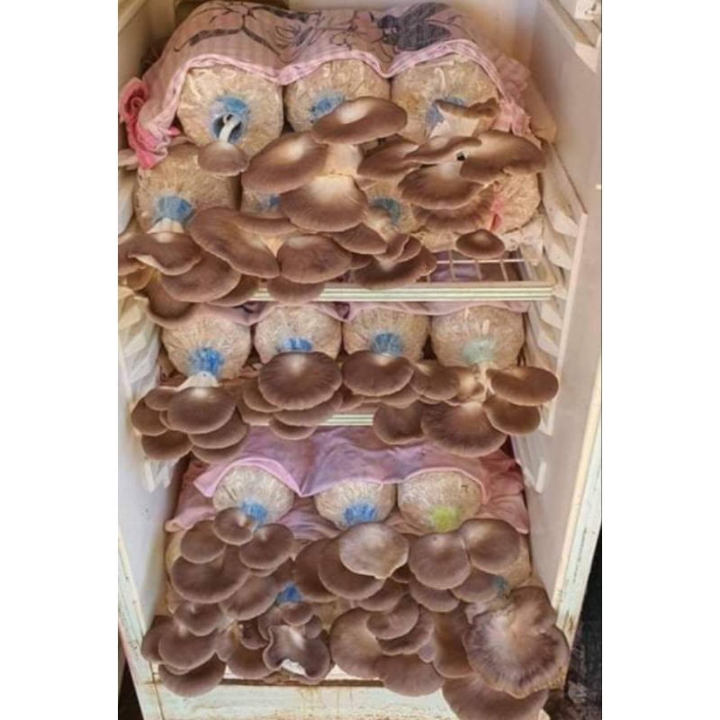 ก้อนเชื้อเห็ดนางฟ้าภูฐาน ชุดทดลองเพราะ 20 ก้อน ฟรีส่ง EMS