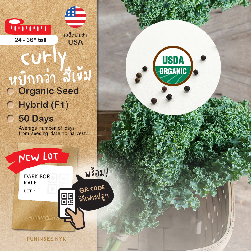 เมล็ดนำเข้า Curly Kale (Organic Seed) สายพันธุ์ดี เคลใบหยิก ผักเคล คะน้าเคล จากสหรัฐอเมริกา USA