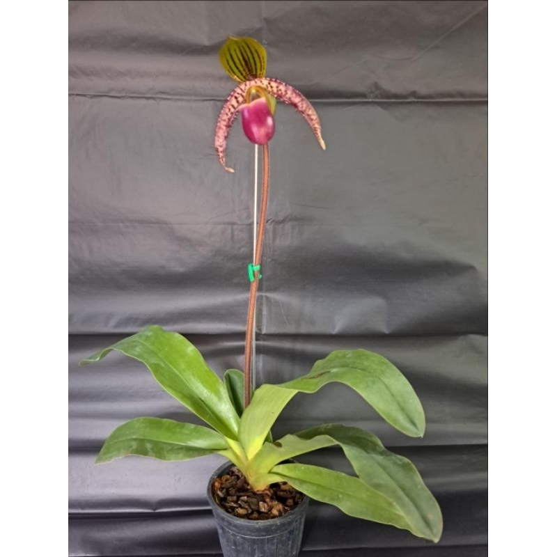 Paph.liemianum x Paph.gigantifolium ขนาดกระถาง 4นิ้ว