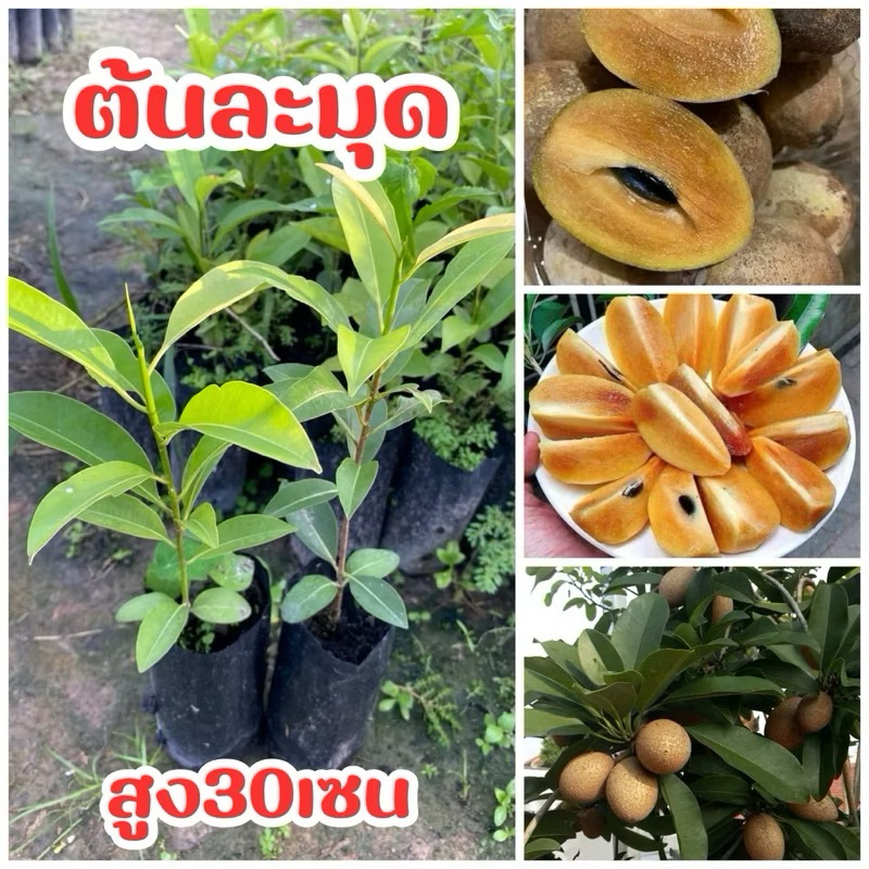 ต้นละมุด ต้นละ25บาท (เพาะเมล็ด) พร้อมส่ง