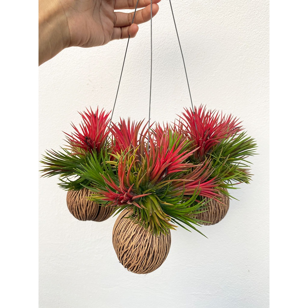 ลูกตีนเป็ดใส่สัปปะรดสีพร้อมแขวน ทิลแลนเซียฟูโก้ ตกแต่งวันคริสต์มาส(สีแดงเฉพาะฤดูหนาว)Tillandsia fuko