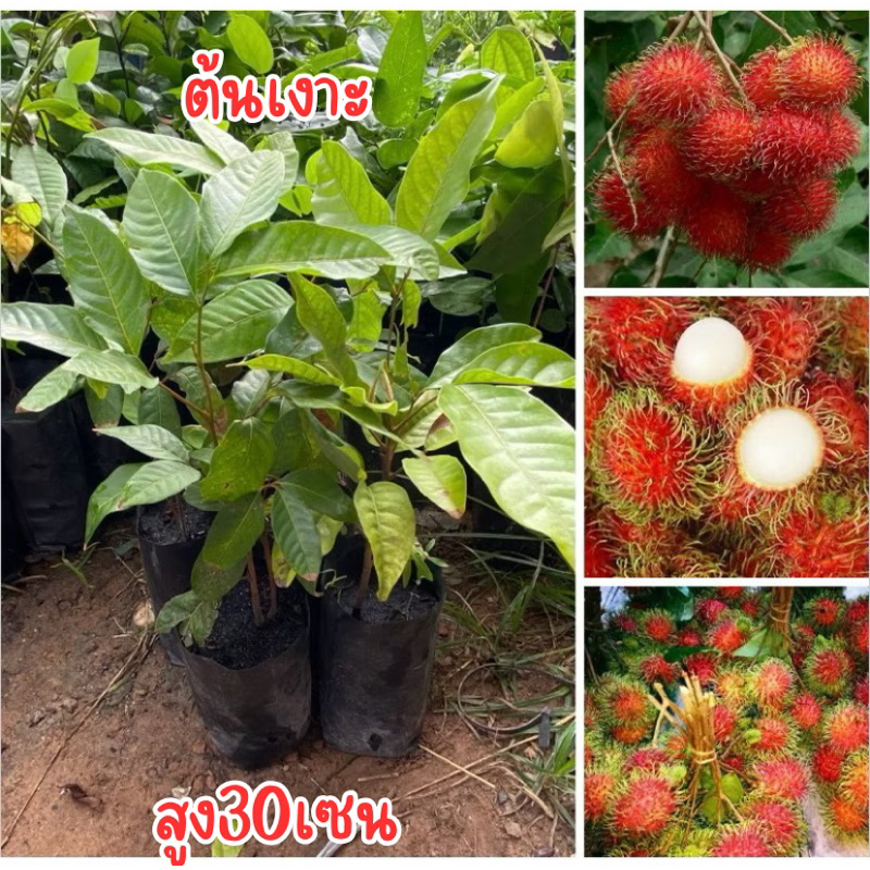 ต้นเงาะ (เพาะเมล็ด) สูง20-30เซน พร้อมส่ง ชุด4ต้น80บาท