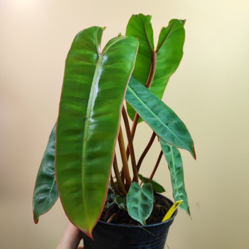 Philodendron Billietiae ก้านส้มก้านแน่น ฟอร์มเต็ม กระถาง4"