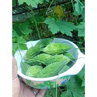 ้🌱เมล็ดพันธุ์มะระขี้นก 5 เมล็ด (5แถม1คละได้)