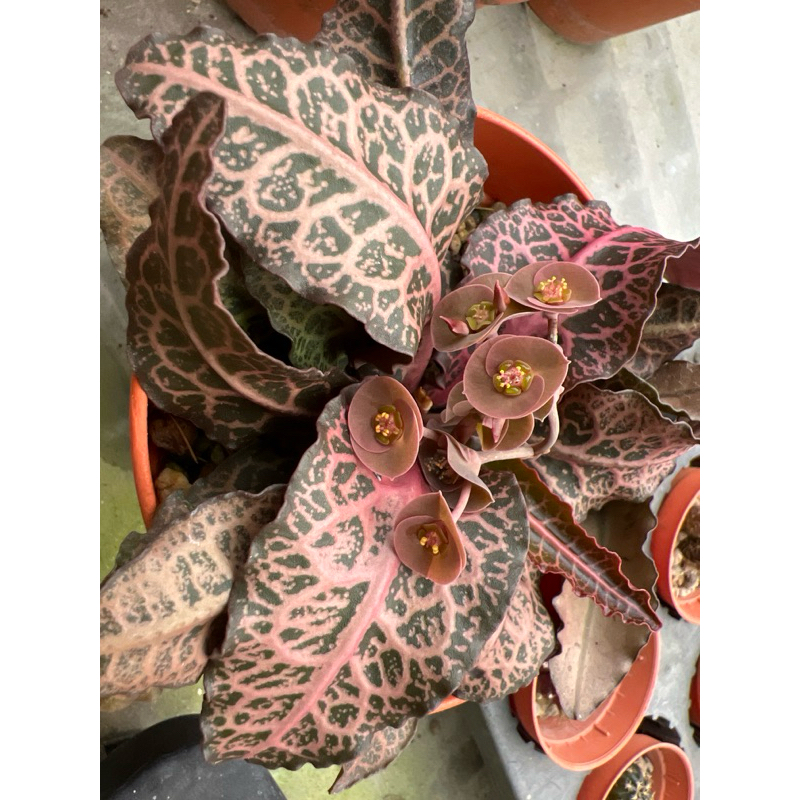 ยูโฟเบียฟรองซัวซิไอ Euphorbia Francoisii