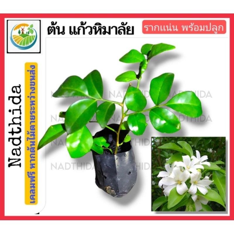 Nadthida ต้นเเก้วหิมาลัย กล้าไม้พร้อมปลูก เเก้วหิมาลัย ตระกูลเดียวกับ ต้นเเก้ว