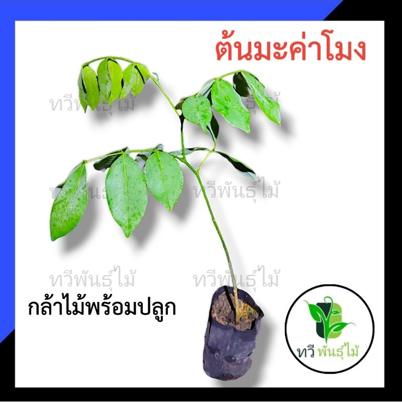ต้นมะค่าโมง กล้าไม้พร้อมปลูก TAWEE  PANTMAI ต้นไม้ตายระหว่างขนส่ง เคลมฟรี ทุกกรณี ต้นมะค่า มะค่า