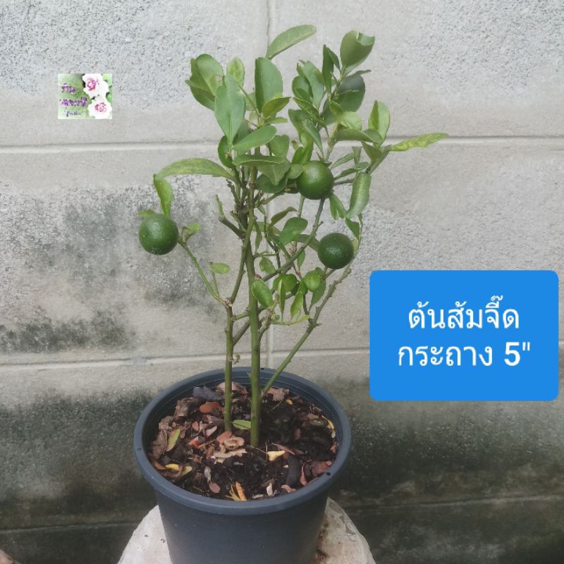 ต้นส้มจี๊ด ส้มจี๊ด ส้มจีน ส้มมะปี๊ดKumquats/ Cumquatsกระถาง 5"เป็นต้นไม้มงคล ให้ความมั่งคั่ง เป็นสิร