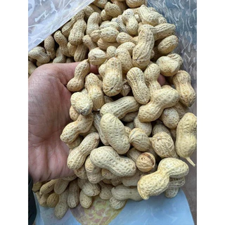 🥜ถั่ว ถั่วลิสง ถั่วอบวอลนัท ลัง 5 กิโล แถมถุง 10ใบ