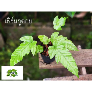 👑ต้น เฟิร์น กระถาง 3 นิ้ว และ 4 นิ้ว ไม้กระถาง ไม้ฟอกอากาศ วางโต๊ะทำงาน ไม้แต่งสวน 👑