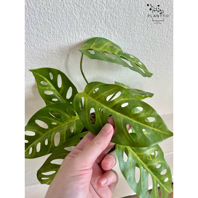 ต้นไม้ปลอม พลูฉลุ พร้อมกระถางเซรามิค กว้าง 12 cm สูง 20 cm