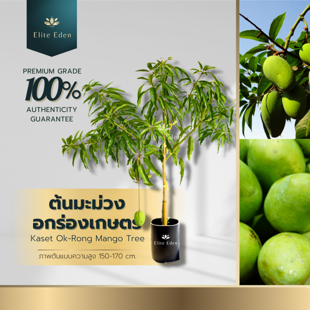 ต้นมะม่วงอกร่องเกษตรทวาย สูง 150-200 cm. (ต้นใหญ่) ติดผลทั้งปี ไม่ติดเปรี้ยว แก่สุกจะหวานอร่อย