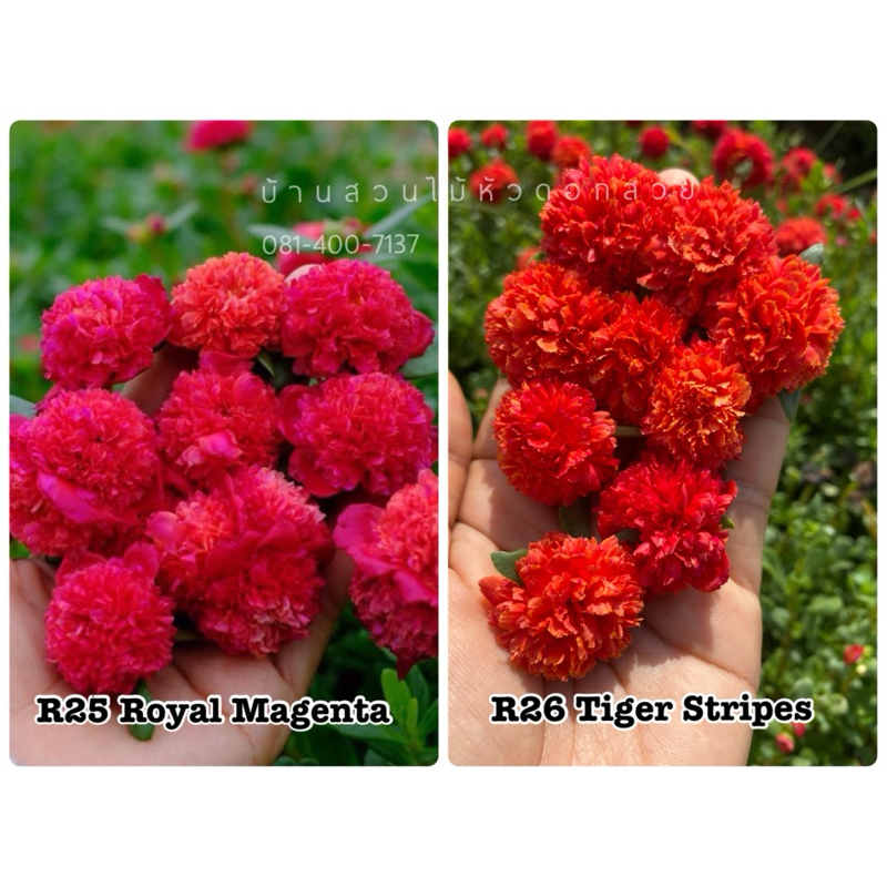 คุณนายแหวนเพชรสีแดง2แบบจัดให้สีละ15กิ่ง