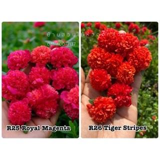 คุณนายแหวนเพชรสีแดง2แบบจัดให้สีละ15กิ่ง