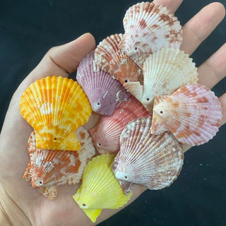 หอยเชลล์สีขาวขนาดเล็ก 50g MINI SCALLOP SHELL สำหรับตกแต่งบ้าน ตกแต่งตู้ปลา งานฝีมือจากเปลือกหอย