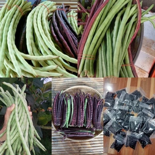 เมล็ดพันธุ์ถั่วปีถั่วดำ 100 เมล็ด 49 บาทเนื้อแน่นเนื้อหนาตำส้มตำแซ่บซื้อ2เเถม1ซอง