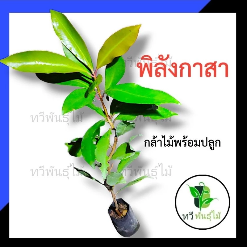 ต้นพิลัง​กาสา​ กล้าไม้พร้อมปลูก ไม้ประดับ Tawee Pantmai พิลัง​กาสา​ ไม้มงคล ไม้เศรษฐกิจ