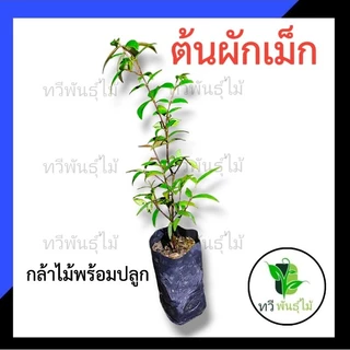 ต้นผักเม็ก กล้าไม้พร้อมปลูก Tawee Pantmai ไม้มงคล ไม้เศรษฐกิจ ต้นไม้ตาย ระหว่างขนส่งเคลมฟรี ไม้ป่า เสม็ดแดง ผักเม็ก