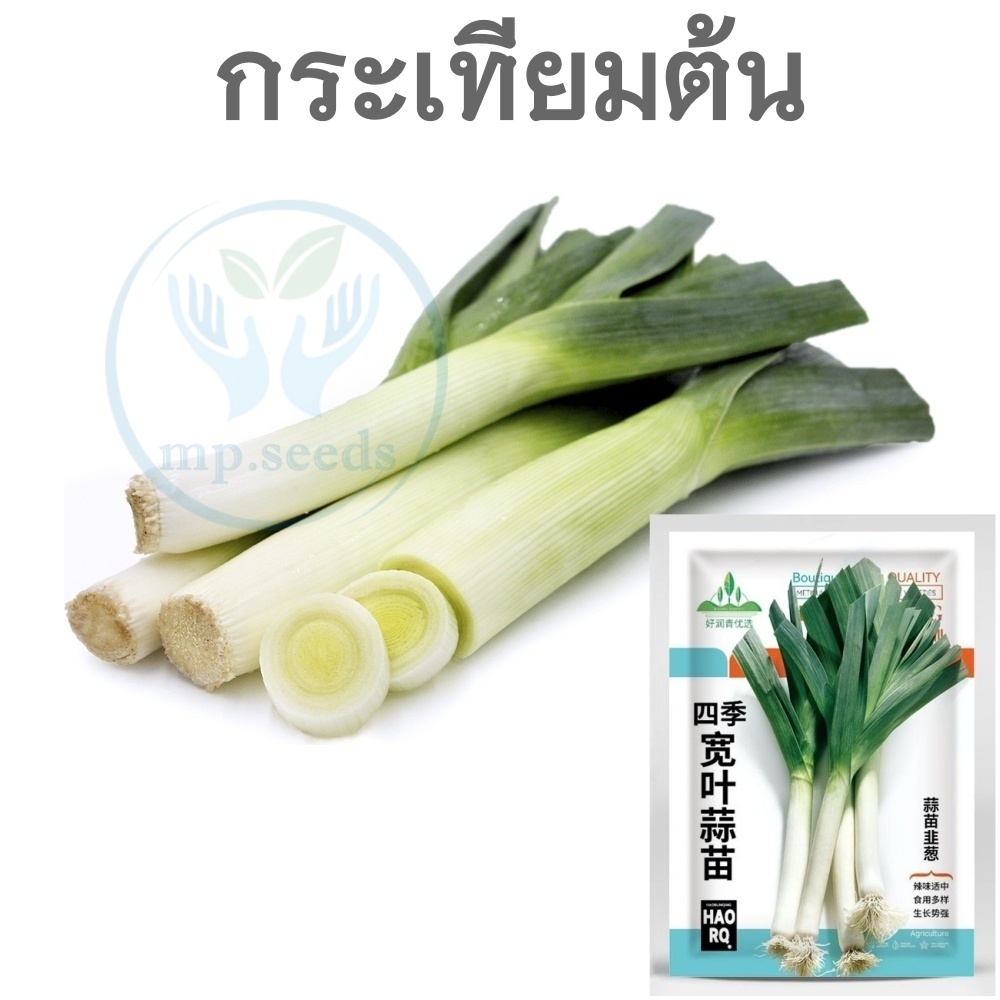 เมล็ดพันธุ์ กระเทียมต้น 900-1,000 เมล็ด กระเทียมต้นก้านแดง