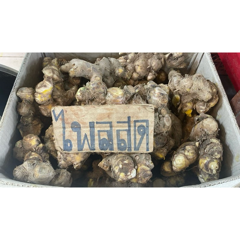 หัวไพลสด ว่านไฟ ไพลเหลือง