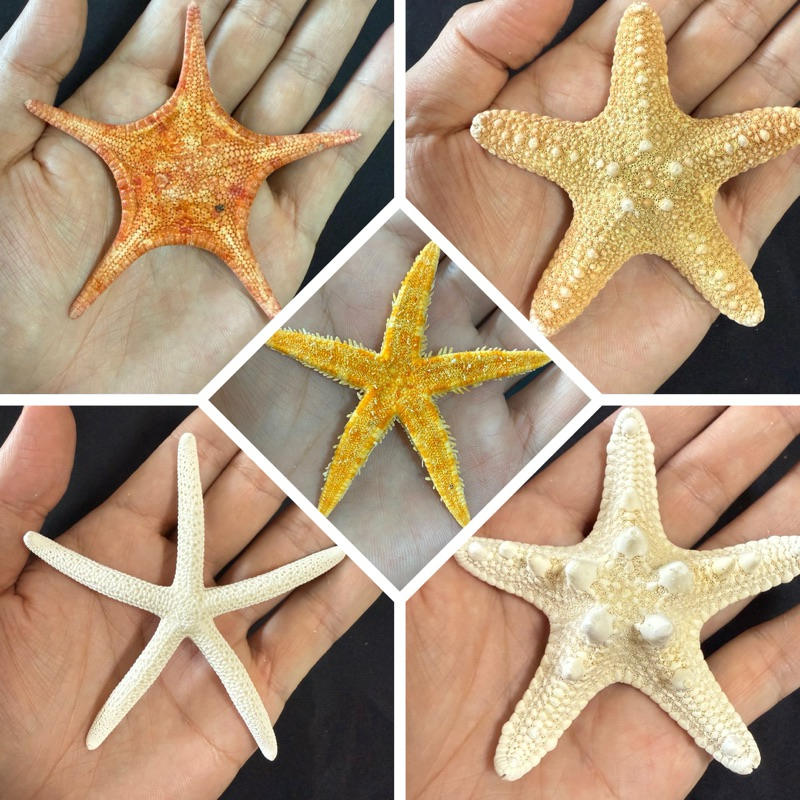 ปลาดาวแห้งแท้ STARFISH ปลาดาวหายาก สำหรับตกแต่งสไตล์ทะเล