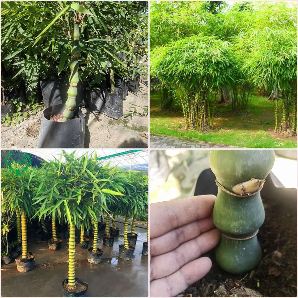 ไผ่น้ำเต้า ไผ่น้ำเต้ายักษ์ Giant Buddha belly Bamboo ไผ่ประดับ ไผ่มงคล ใครปลูกไผ่น้ำเต้าไว้หน้าบ้านจะเก็บเงินได้มากมาย