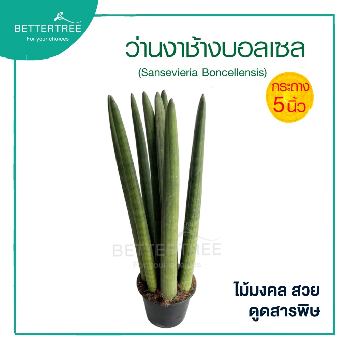 ว่านงาช้างบอลเซล (ต้นใหญ่) กระถาง 5 นิ้ว สูงประมาณ 35 ไม้มงคล ไม้ฟอกอากาศ