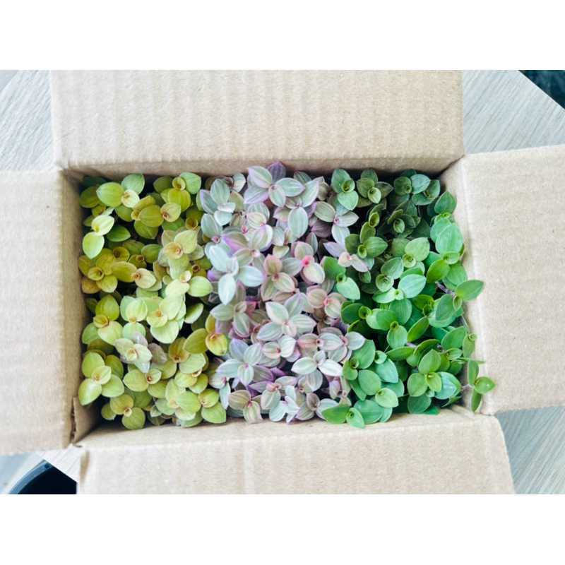 ต้นริบบิ้นชาลี กิ่งชำตัดสด หนึ่งกล่องสามสี กล่องเบอร์ 00 - รูปที่ 3