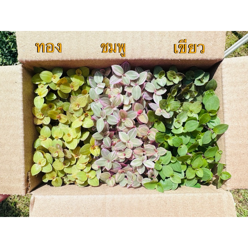 ริ้บบิ้นชาสี กิ่งชำตัดสด สามสี ตัดเต็มกล่องเบอร์ 00