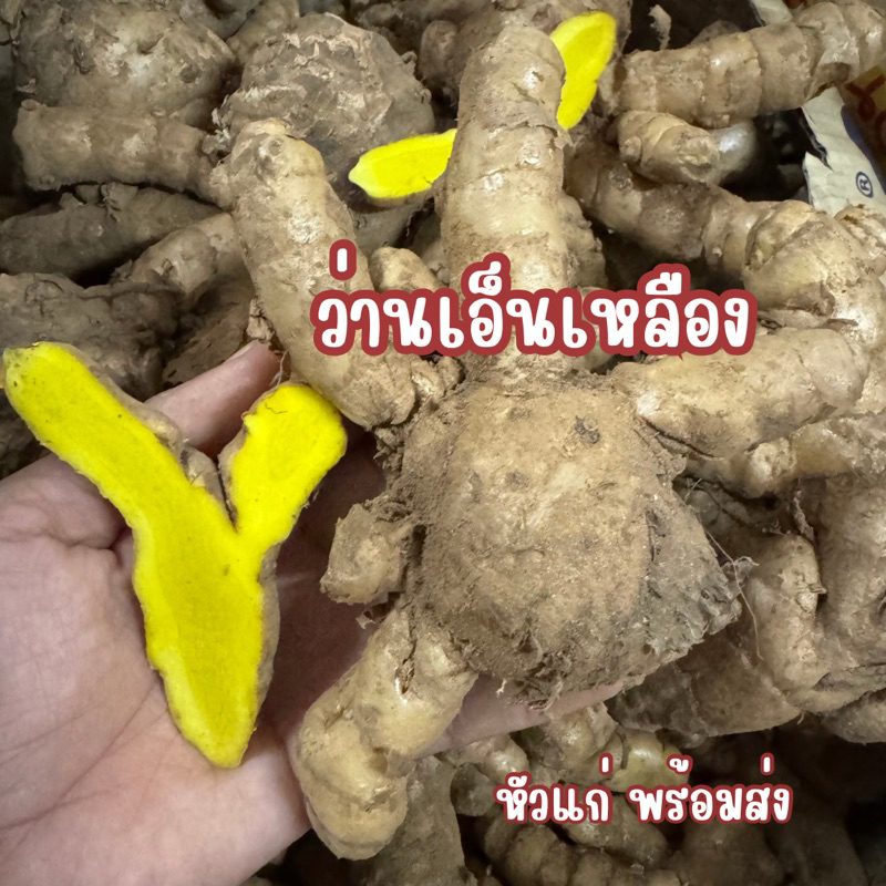 ว่านเอ็นเหลือง พร้อมส่งของสด ใหม่ๆ 1kg