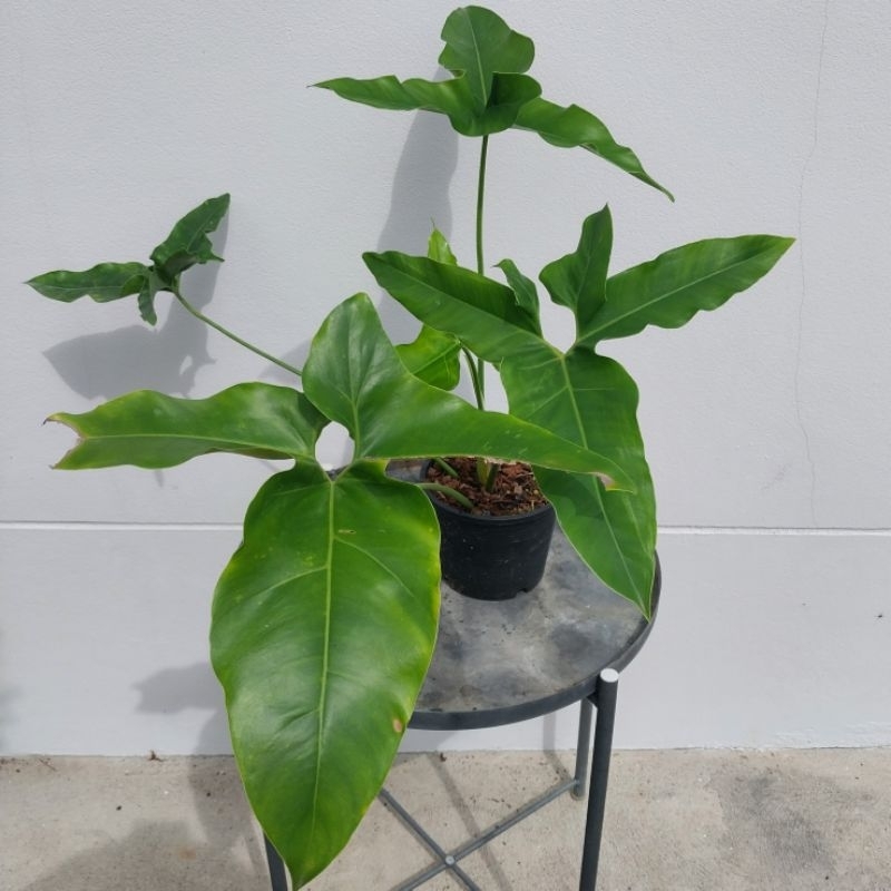 Philodendron Angela, Thaumayophyllum African Fantasy Angela  ฟิโลเดนดรอนแองเจอล่า ไม้แรร์ หายากน่าเก