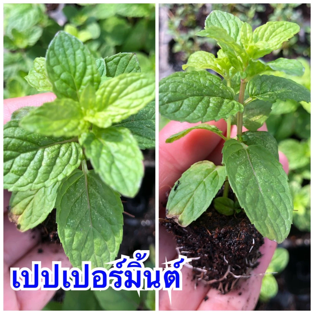 ถูกสุด**ต้นเปปเปอร์มินต์ ปักชำจากกิ่ง มีรากสมบูรณ์ พร้อมปลูก