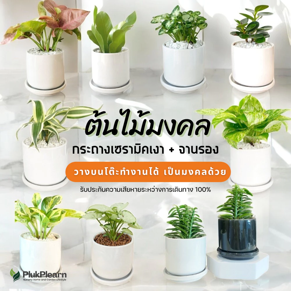 ต้นไม้มงคล เซท พร้อมกระถางเซรามิค เกรด AA วางในบ้านได้ เลี้ยงง่าย มือใหม่หัดเลี้ยง ดูแลง่าย