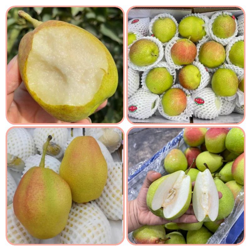 ลูกแพรหอม หวาน  อร่อย 1 kg.🍐ทานดิบเนื้อกรอบ ทานสุกนุ่มอร่อย🍐🍐ช่วงนี้แพรแก่จัดแกนกลางเม็ดจะสีน้ำตาลเข้ทไม่ได้เสียนะคะ🍐🍐