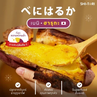 Live 🍠 มันหวานญี่ปุ่น เบนิฮารุกะ Size M เนื้อฉ่ำ รสชาติหวาน
