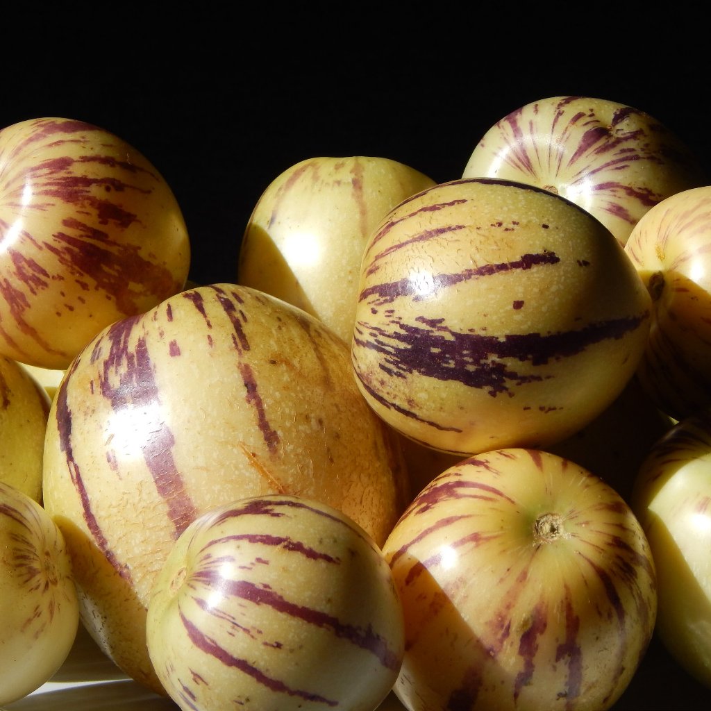 เมล็ดพันธุ์ มะเขือหวาน Pepino Melon 20-50 เมล็ด เปปิโนเมลอน รสชาติหวานสดชื่น ปลูกง่ายในทุกพื้นที่ (ซื้อ 10 แถม 1 คละได้) - รูปที่ 5