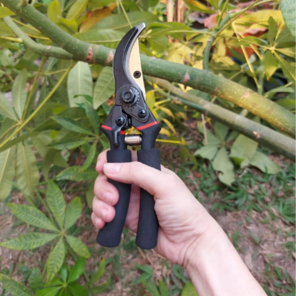 รูปภาพ 6