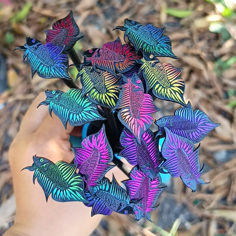 ไม้ล่อปลากัด Betta Wand / Betta Stick