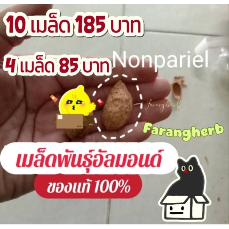 เมล็ดพันธุ์สำหรับเพาะปลูก!! อัลมอนด์หรือแอลมอนด์Almond พันธุ์Nonpariel 4 เมล็ด 85 บาท