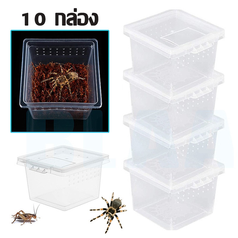 10 กล่อง กล่องแมงมุม กล่องเลี้ยงสัตว์เลื้อยคลาน กล่องเลี้ยงสัตว์เล็ก Reptile Box