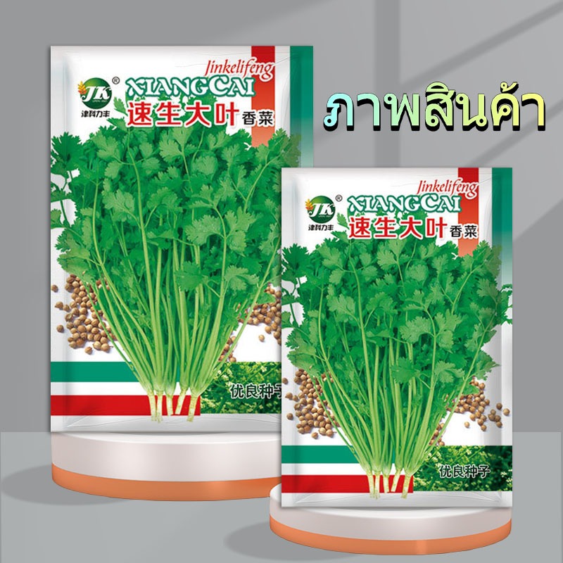 900 เมล็ด เมล็ดพันธุ์ เมล็ดผักชี ผักชีหอม - รูปที่ 4