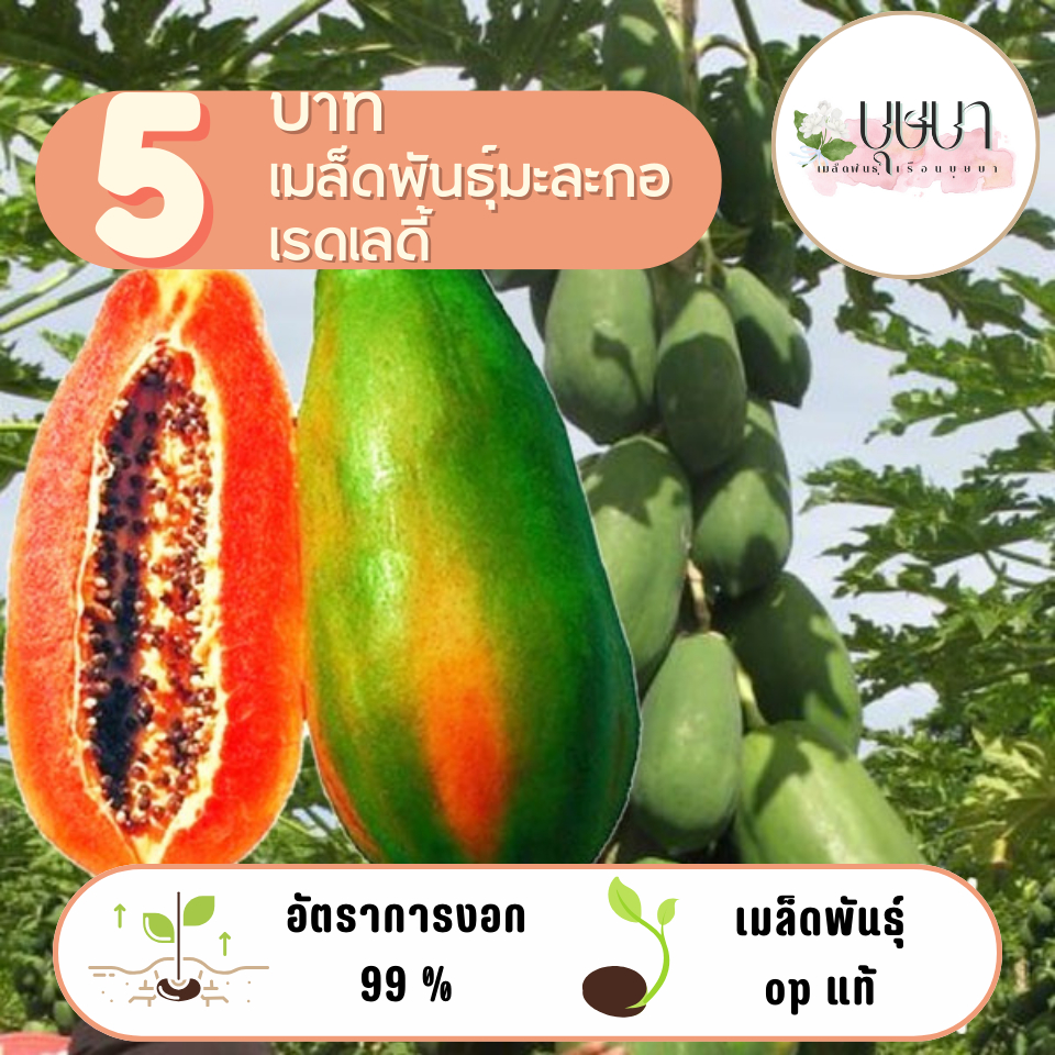 เมล็ดมะละกอเรดเลดี้ 5 บาท 10 เมล็ด