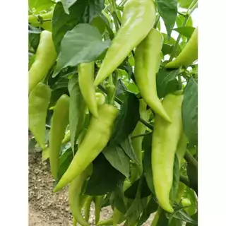 เมล็ดพันธุ์ พริกหยวก 30-70 เมล็ด [10เเถม 1 คละได้ ]