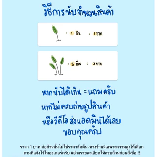เฟิร์นก้านดำ ก้านละ 1 บาท (ขั้นต่ำ 20 ก้าน)ต้นไม้ที่ทำให้ปลาอบอุ่น ปลอดภัย เก็บสดใหม่จัดส่งวันต่อวัน