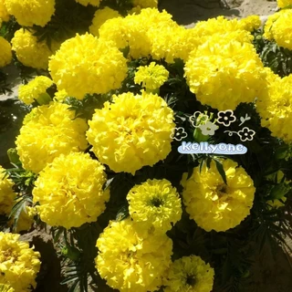ดาวเรืองแคระสีเหลือง 260 เมล็ด